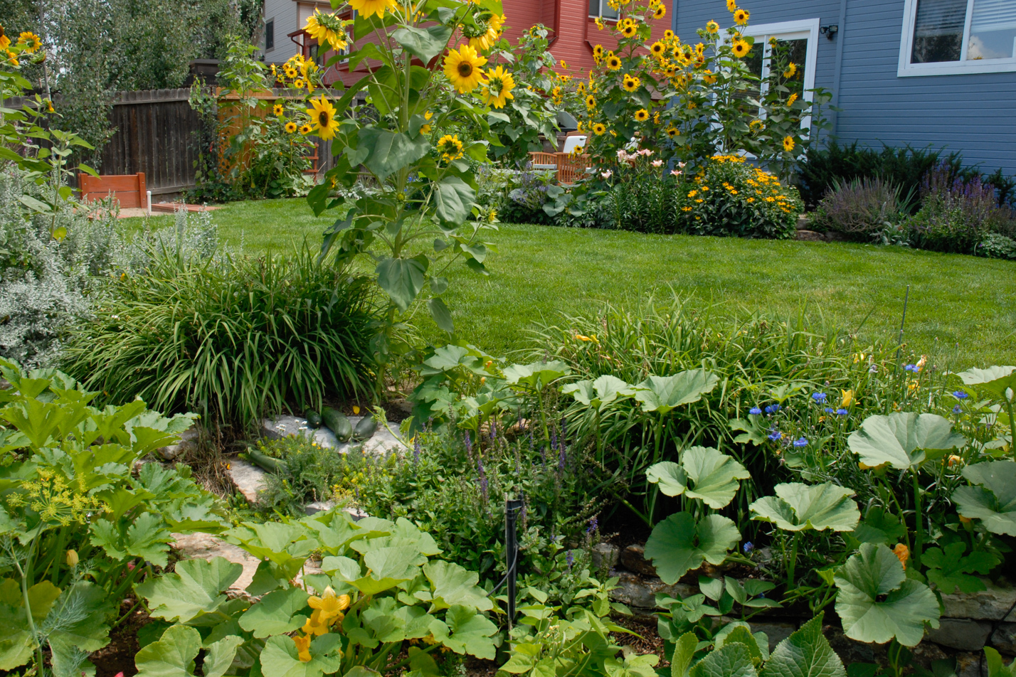 Terraced Turf Backyard